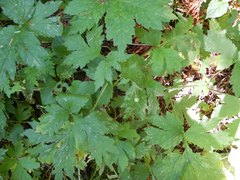 Hydrophyllum tenuipes