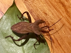 Molipteryx hardwickii