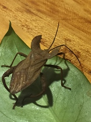 Molipteryx hardwickii