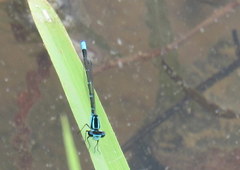 Enallagma geminatum