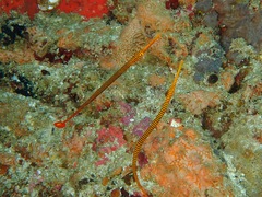 Dunckerocampus pessuliferus