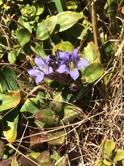 Gentiana affinis ovata