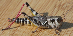 Melanoplus dawsoni