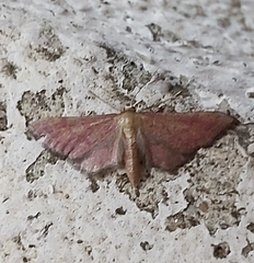 Idaea infirmaria