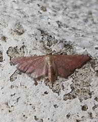Idaea infirmaria