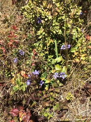 Gentiana affinis ovata