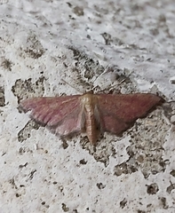 Idaea infirmaria