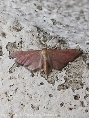 Idaea infirmaria