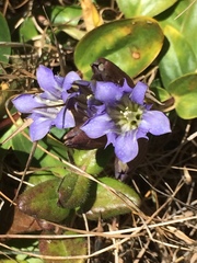 Gentiana affinis ovata