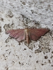 Idaea infirmaria