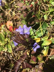 Gentiana affinis ovata