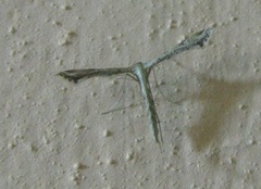 Stenoptilodes taprobanes