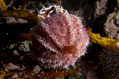 Amblypneustes elevatus