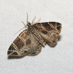 Gandaritis atricolorata