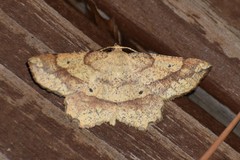 Euchlaena deplanaria