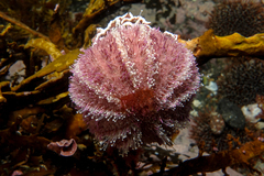 Amblypneustes elevatus