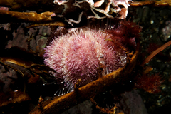 Amblypneustes elevatus