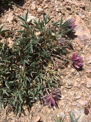 Trifolium attenuatum