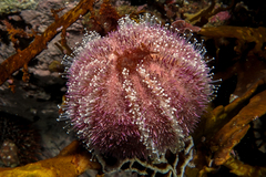 Amblypneustes elevatus