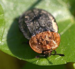 Oiceoptoma thoracicum