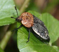 Oiceoptoma thoracicum