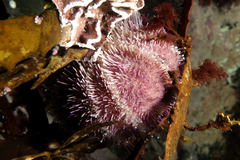 Amblypneustes elevatus