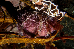 Amblypneustes elevatus