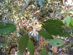 Miconia dodecandra
