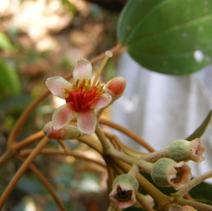 Miconia dodecandra