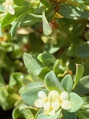 Pimelea spinescens spinescens