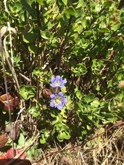 Gentiana affinis ovata