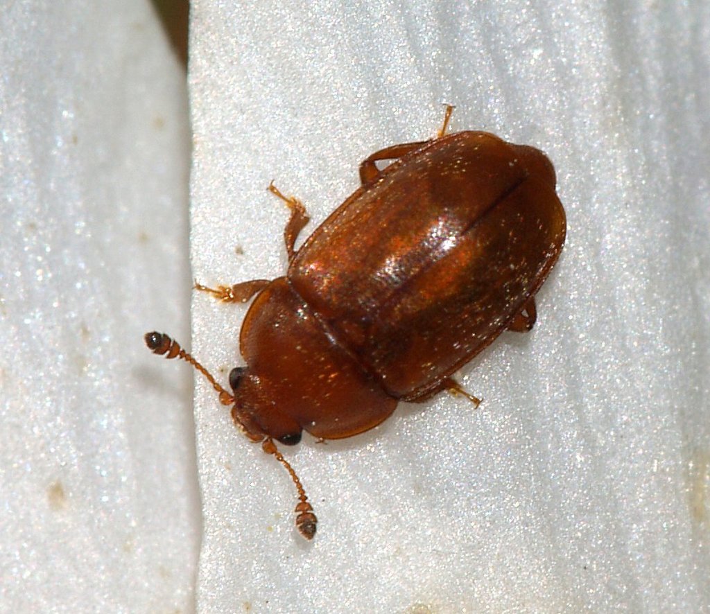 Epuraea melina