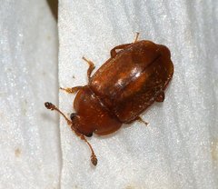 Epuraea melina