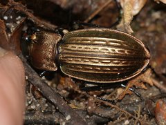 Carabus cancellatus