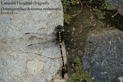 Ictinogomphus decoratus