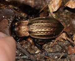 Carabus cancellatus