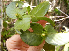 Erithalis orbiculata