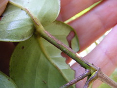 Erithalis orbiculata