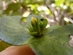 Erithalis orbiculata