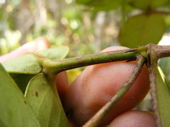 Erithalis orbiculata