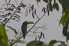 Pteroglossus inscriptus