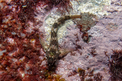 Bellapiscis lesleyae