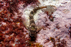 Bellapiscis lesleyae