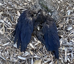 Corvus brachyrhynchos