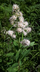 Spiraea alba alba