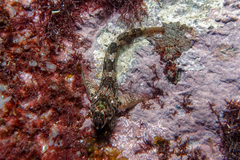 Bellapiscis lesleyae