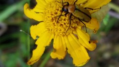 Nemognatha scutellaris