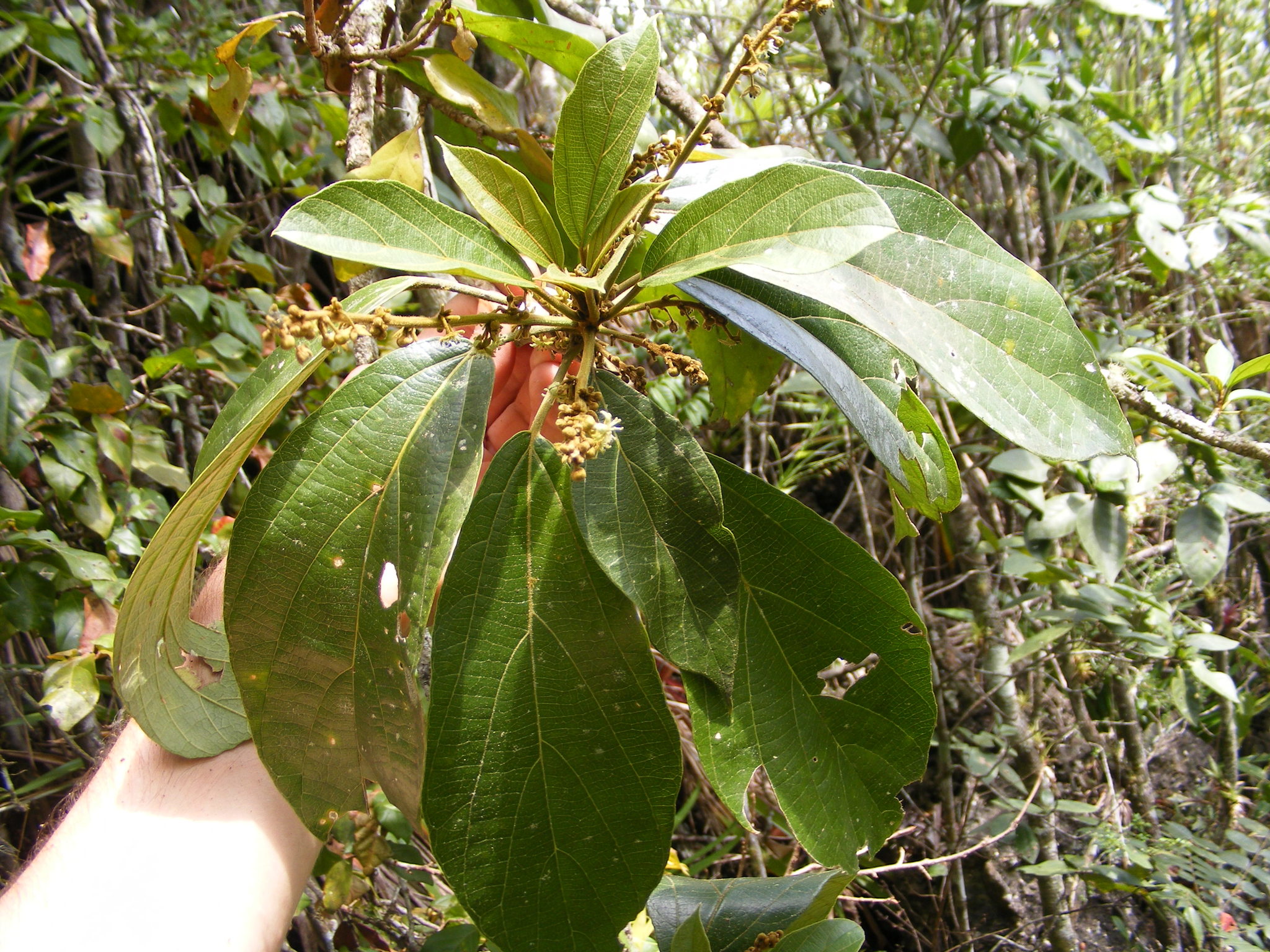 Lasiocroton