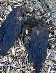 Corvus brachyrhynchos