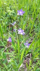 Campanula petiolata